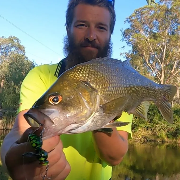 The most popular recent Australian bass catch on Fishbrain