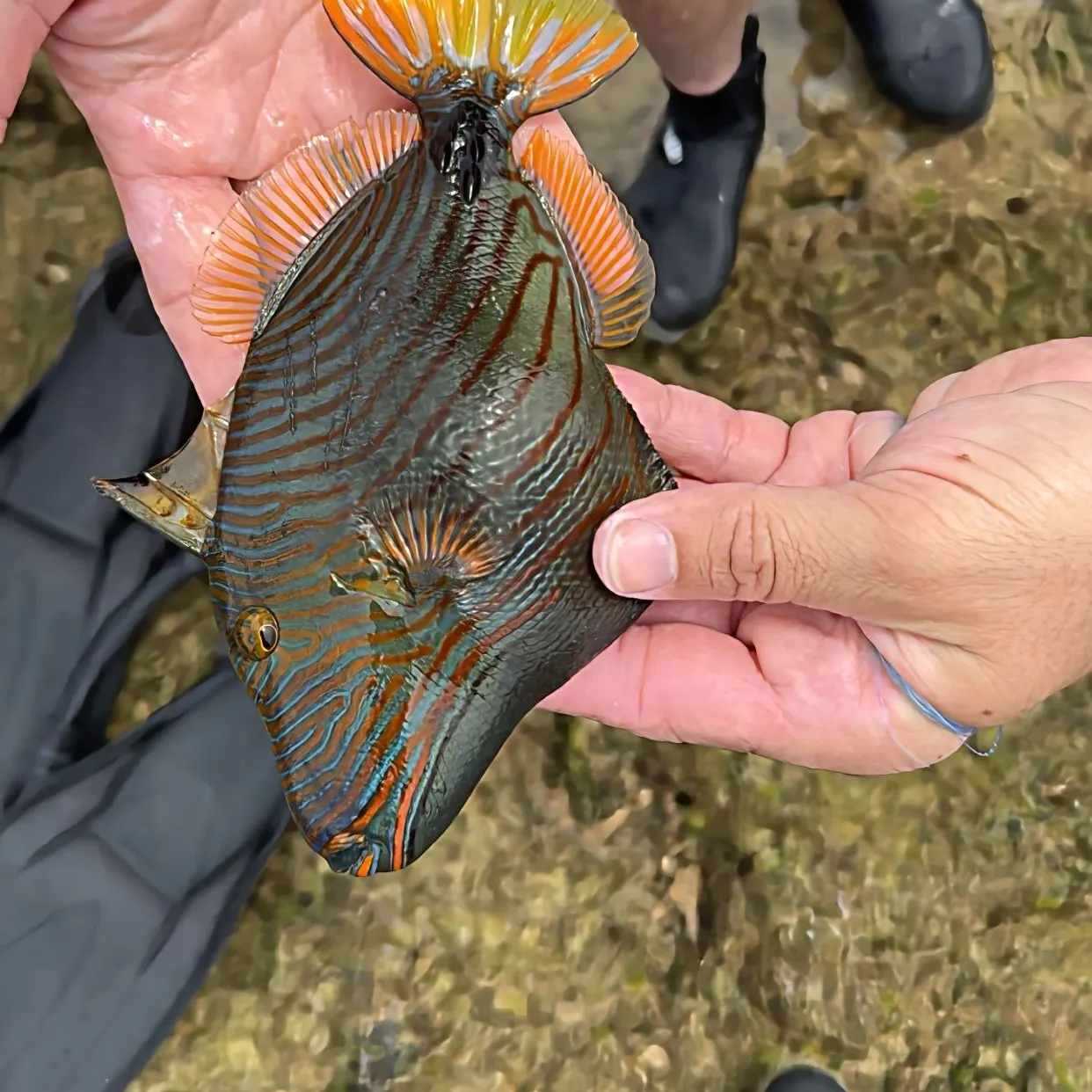 The most recent Orange-lined triggerfish catches on Fishbrain