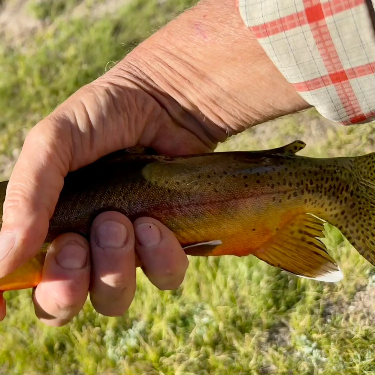 The most recent Golden trout catches on Fishbrain