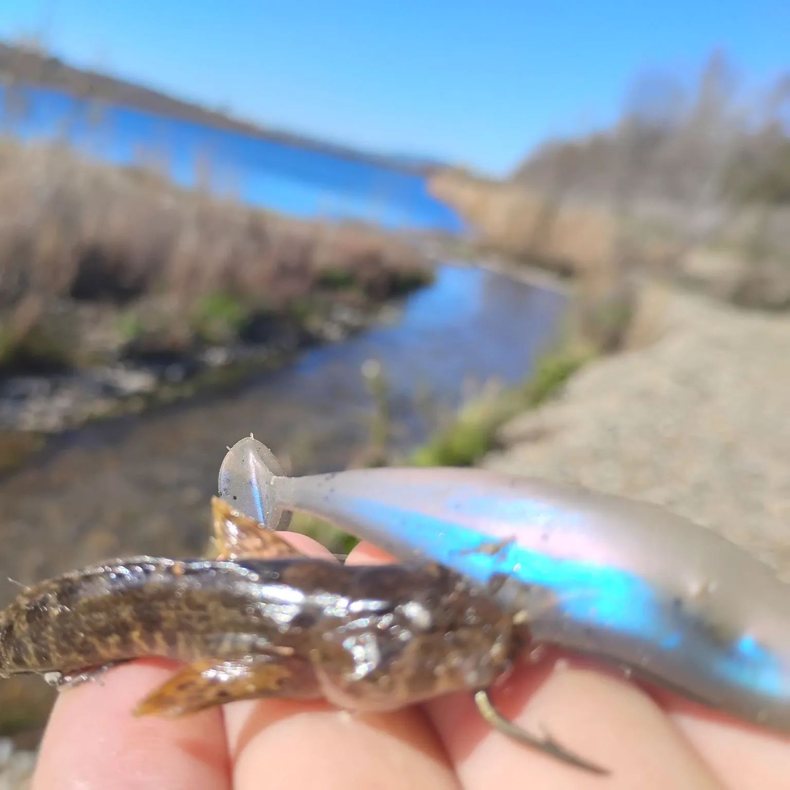 The most recent Mottled sculpin catches on Fishbrain