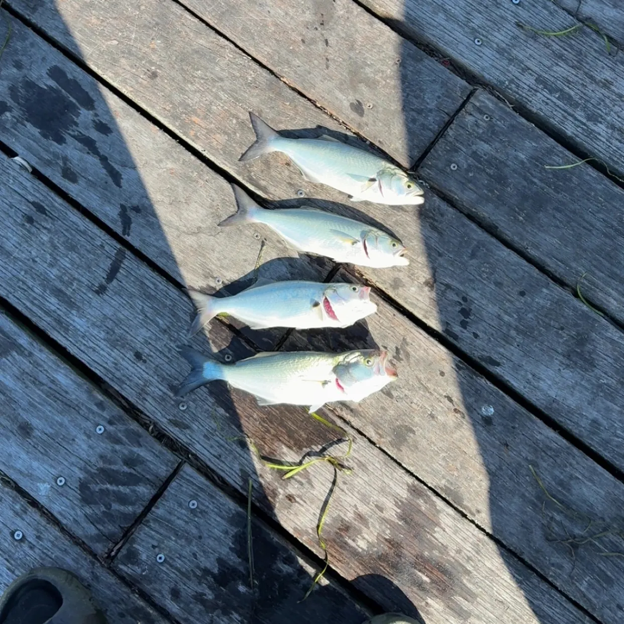 Bluefish caught on Fishbrain