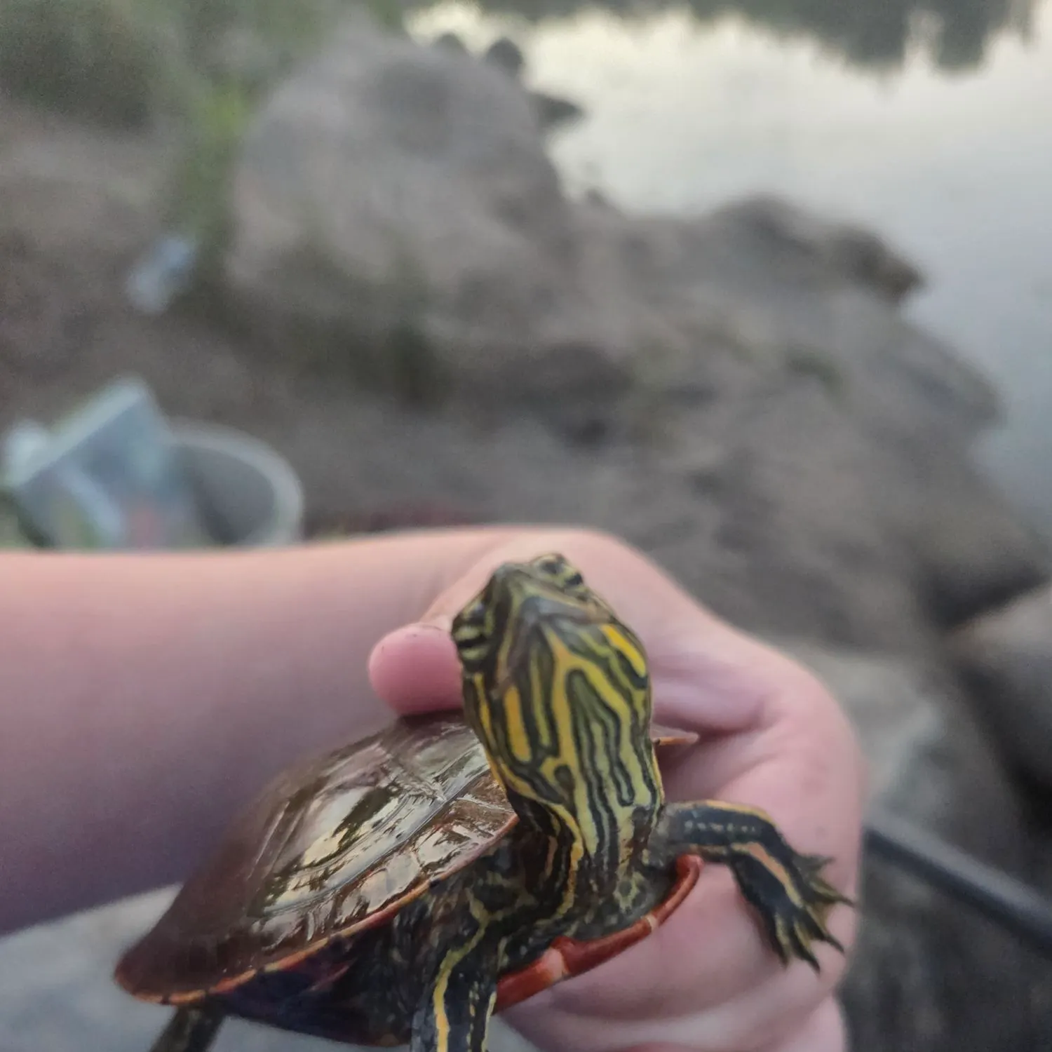Painted turtle caught on Fishbrain