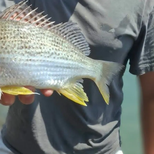 Javelin grunter caught on Fishbrain