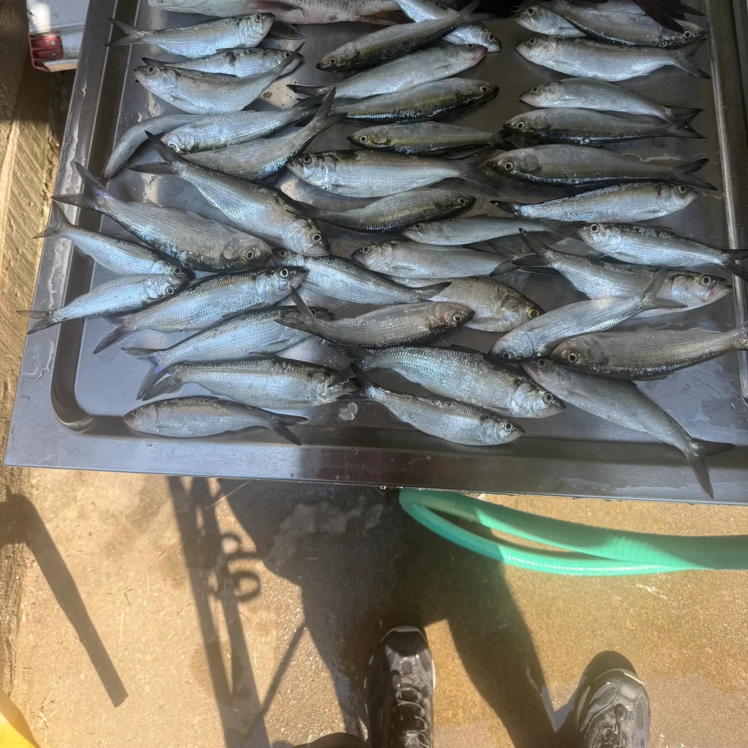 Skipjack herring caught on Fishbrain