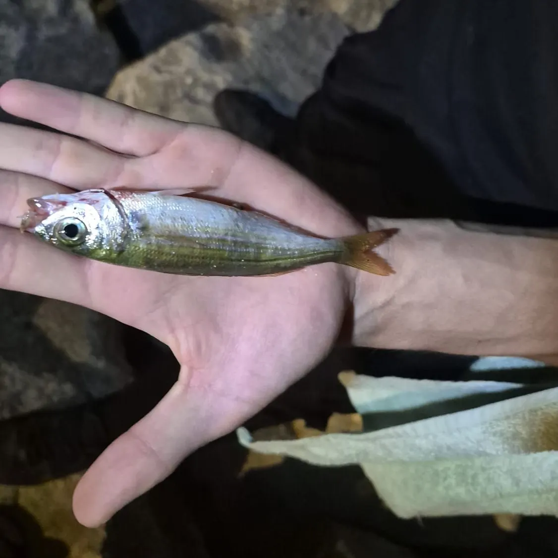 The most recent Bogue catches on Fishbrain