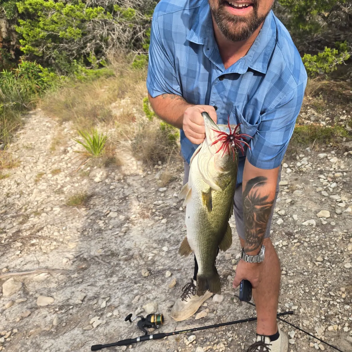 Largemouth bass caught on Fishbrain