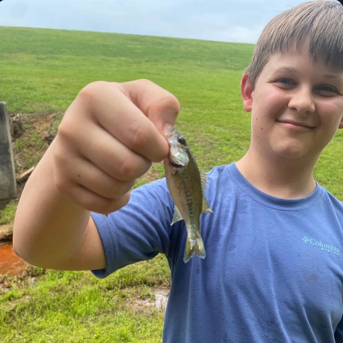 The most recent Great white shark catches on Fishbrain