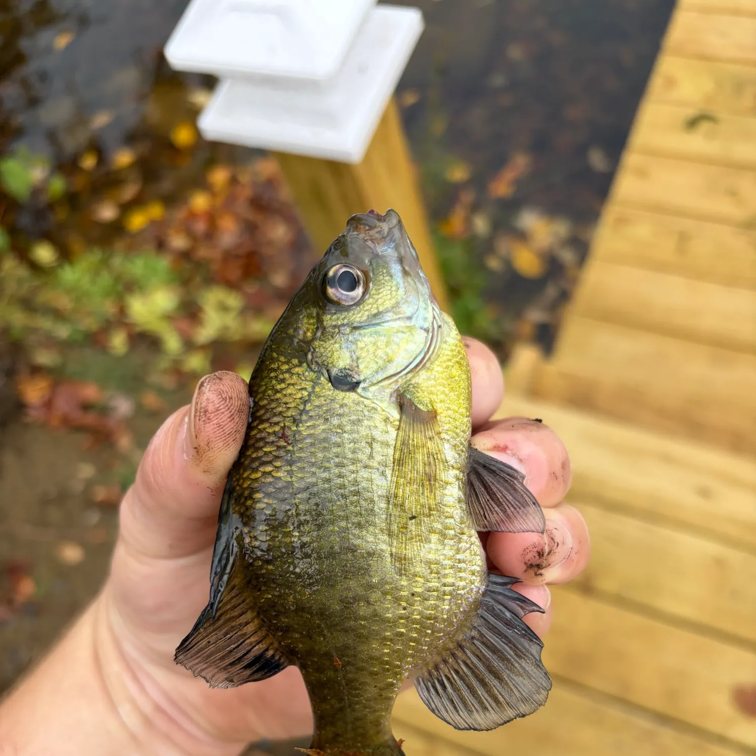 Bluegill caught on Fishbrain