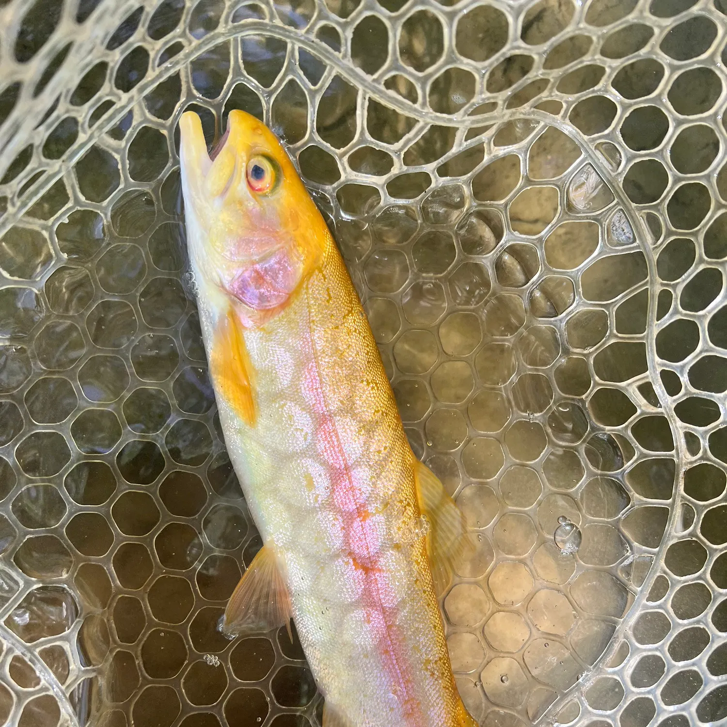 The most recent Golden rainbow trout catches on Fishbrain