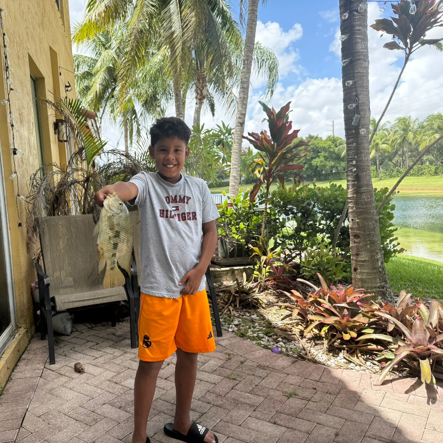 The most recent Spotted tilapia catches on Fishbrain