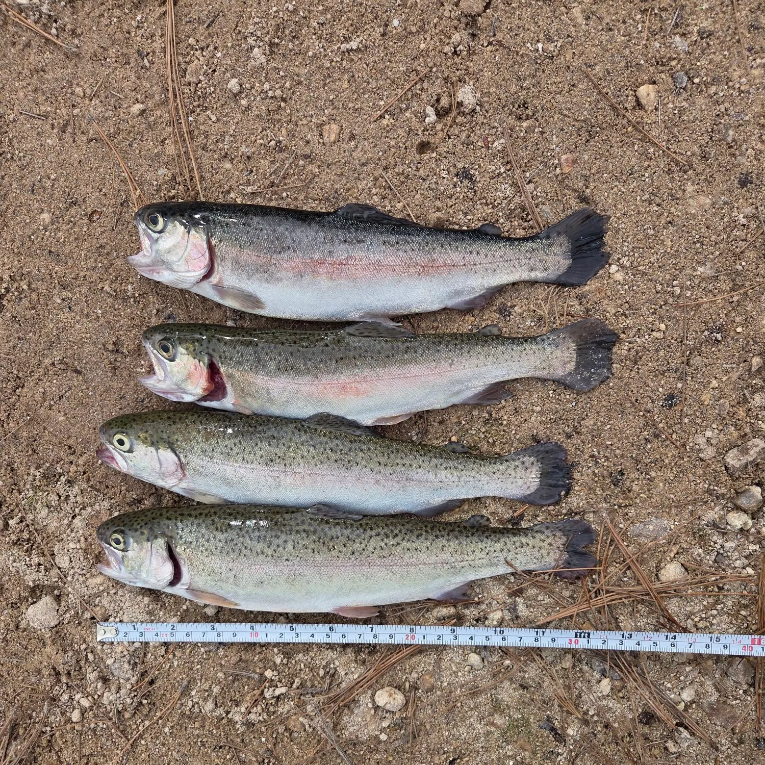 recently logged catches