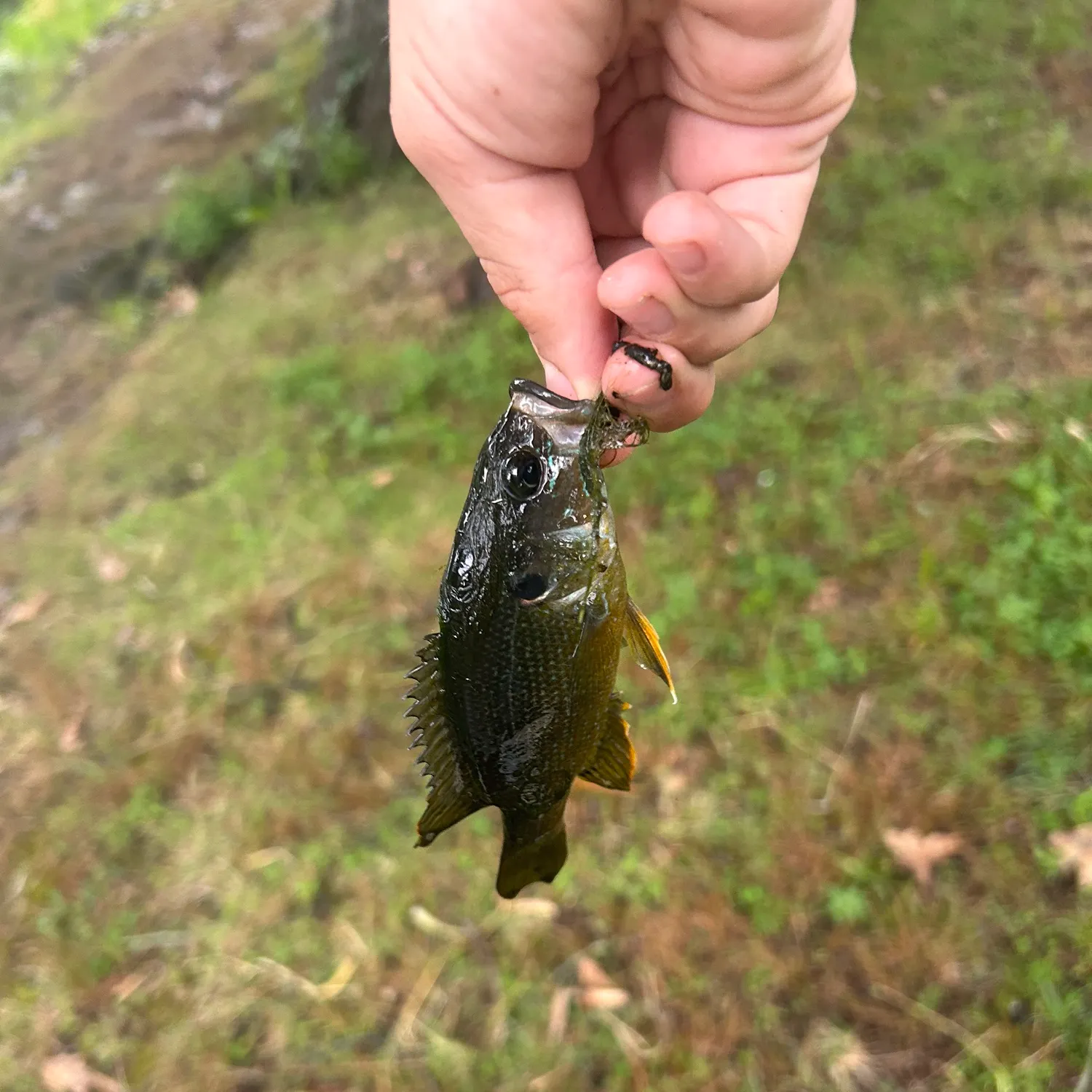 Green sunfish caught on Fishbrain