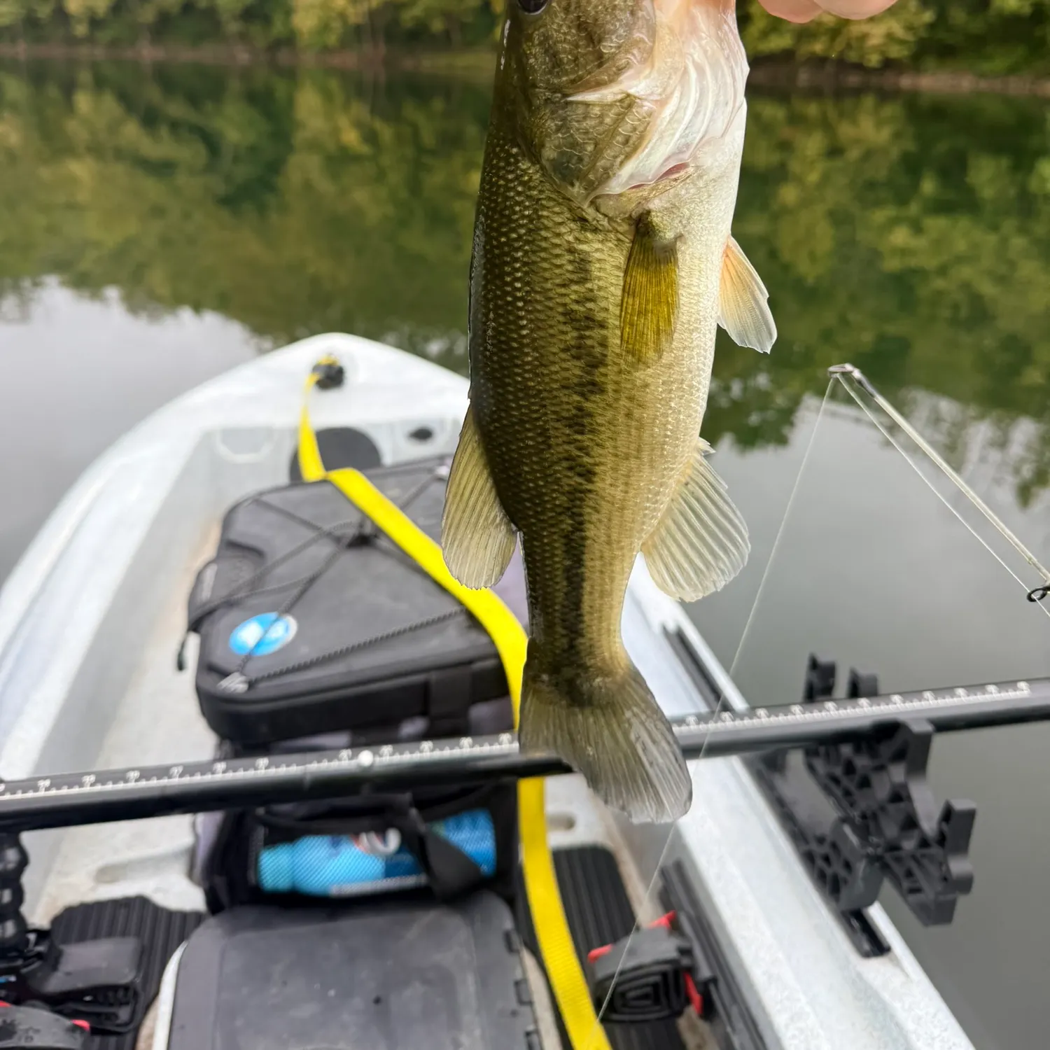 Smallmouth bass caught on Fishbrain
