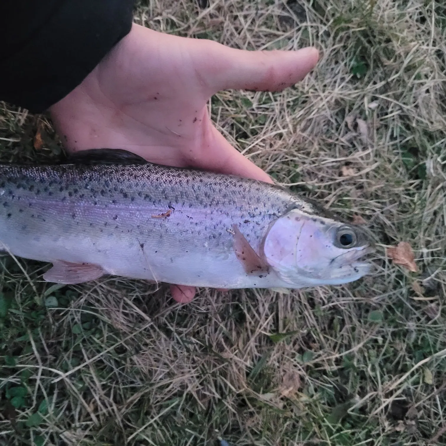 Rainbow trout caught on Fishbrain