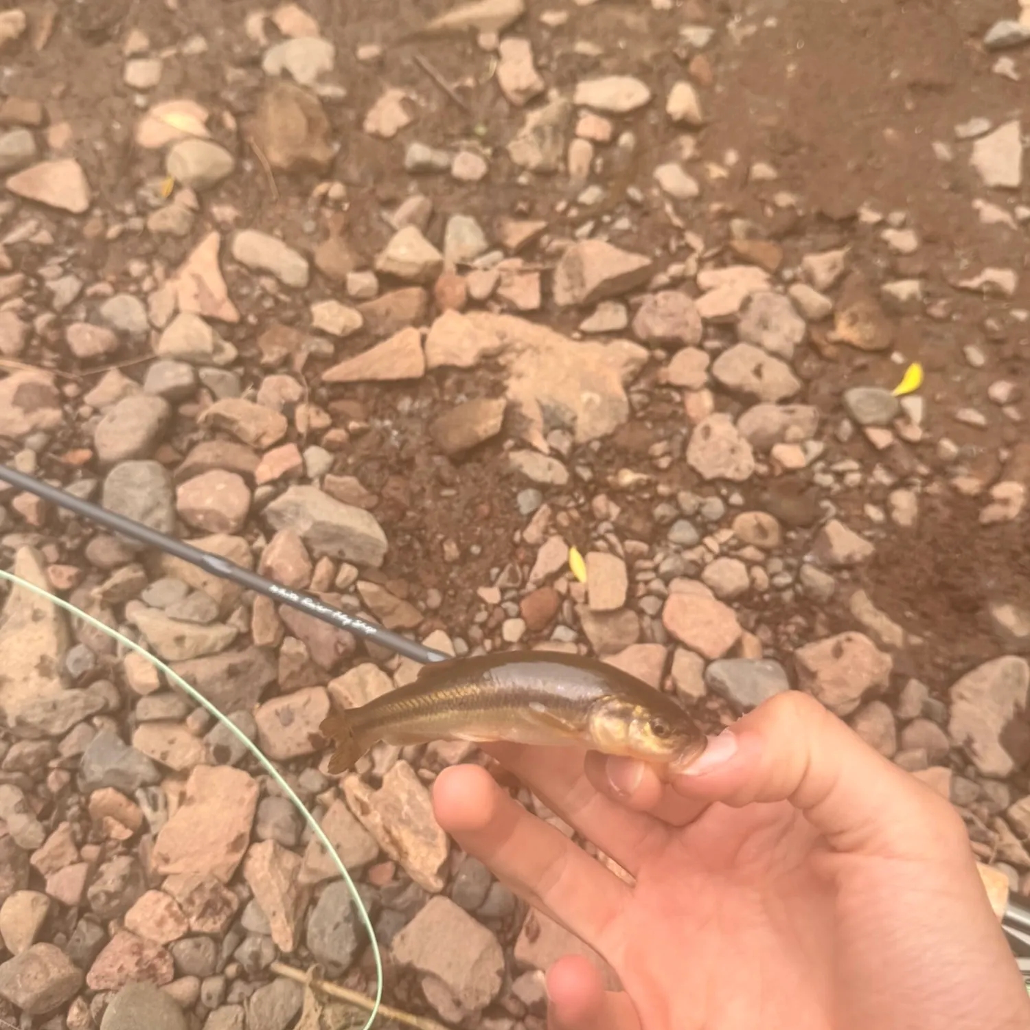 Creek chub caught on Fishbrain
