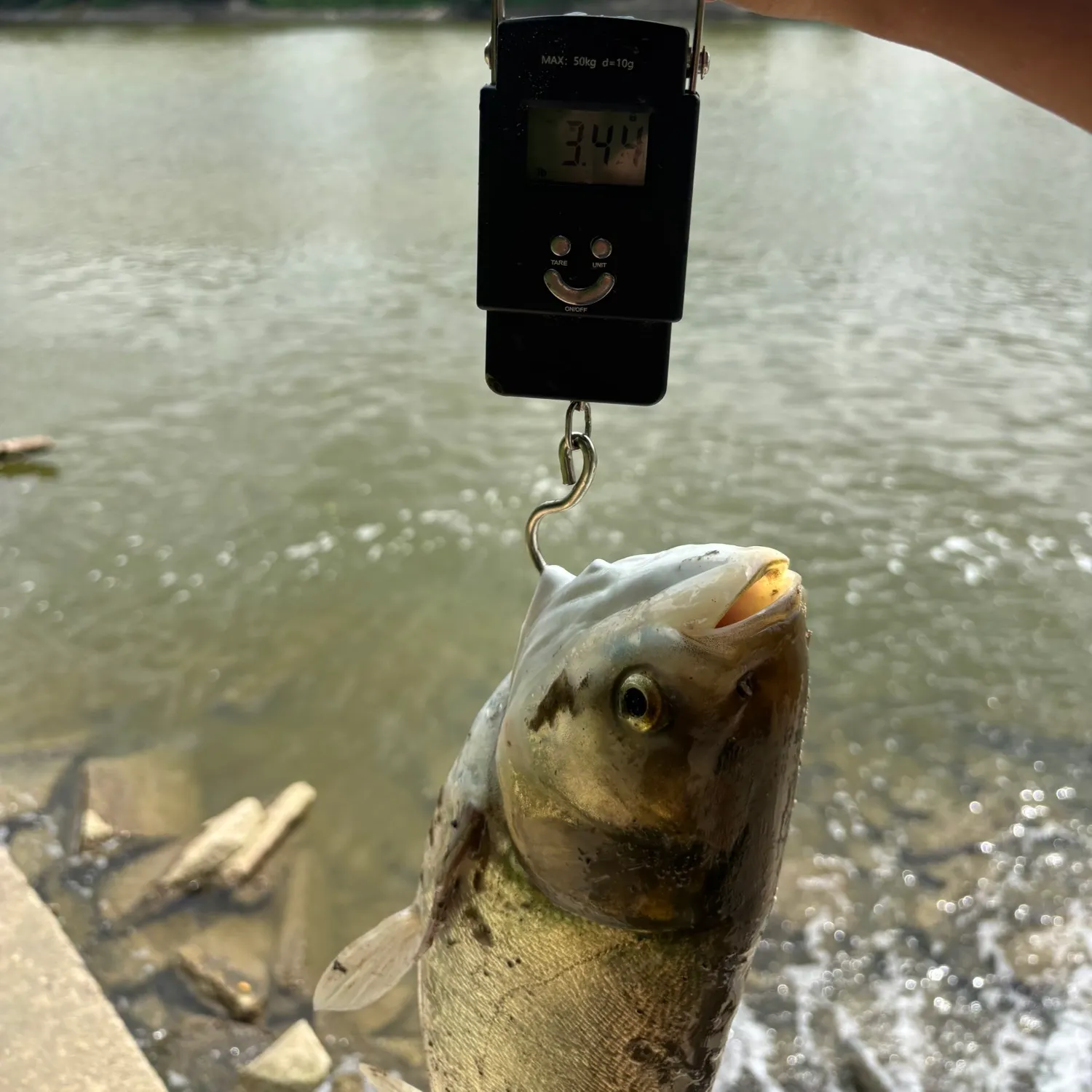 The most recent Silver carp catches on Fishbrain