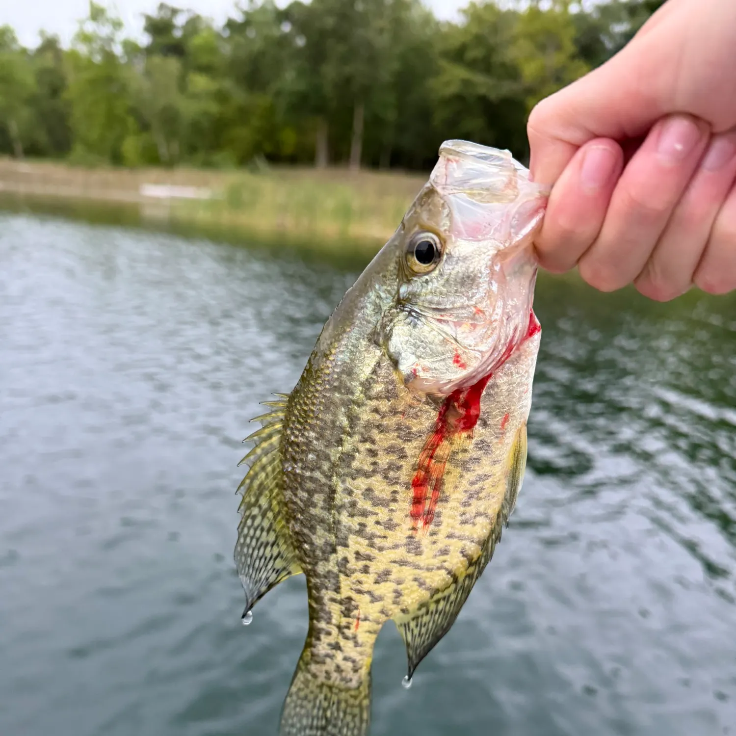 Black crappie caught on Fishbrain