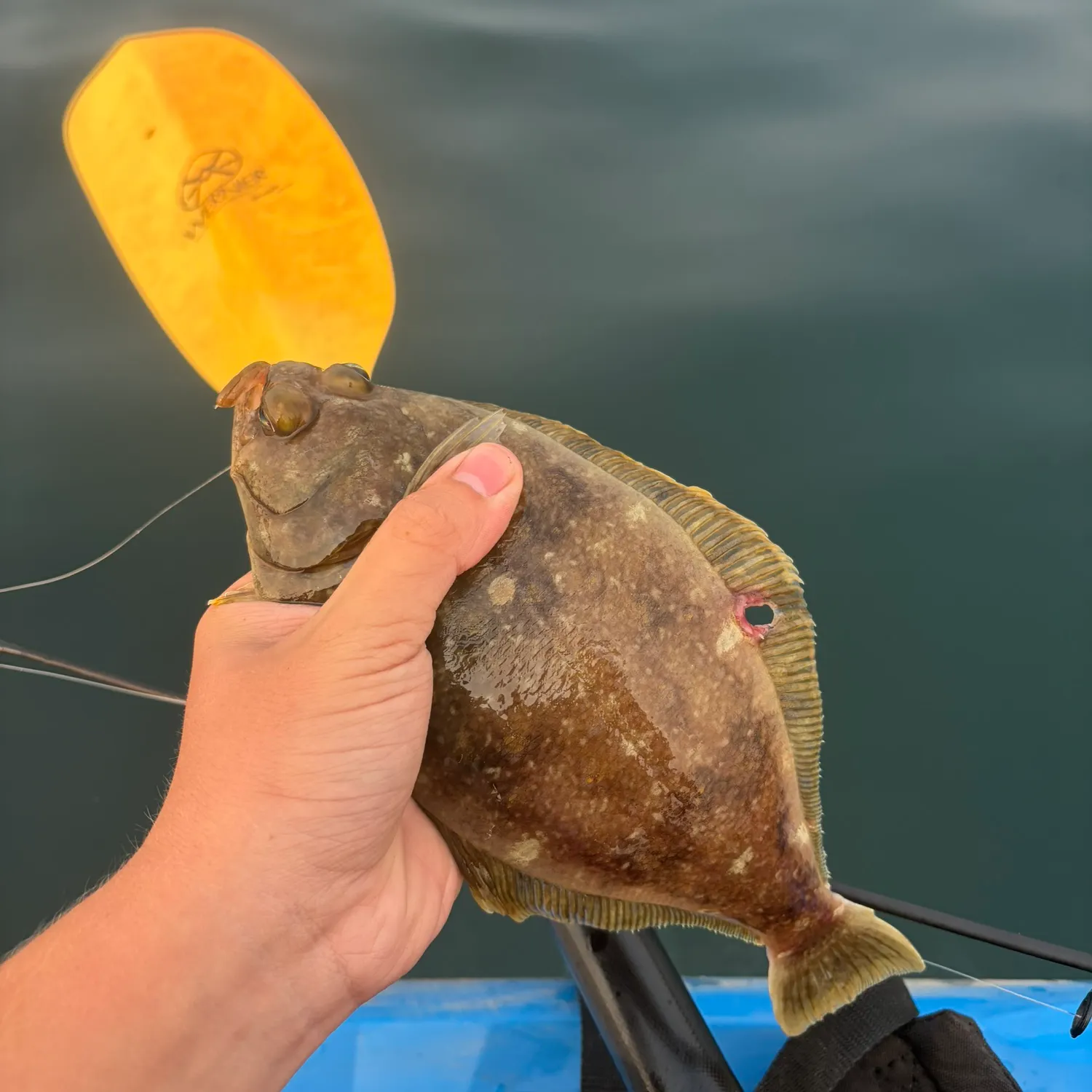 The most recent Butter sole catches on Fishbrain