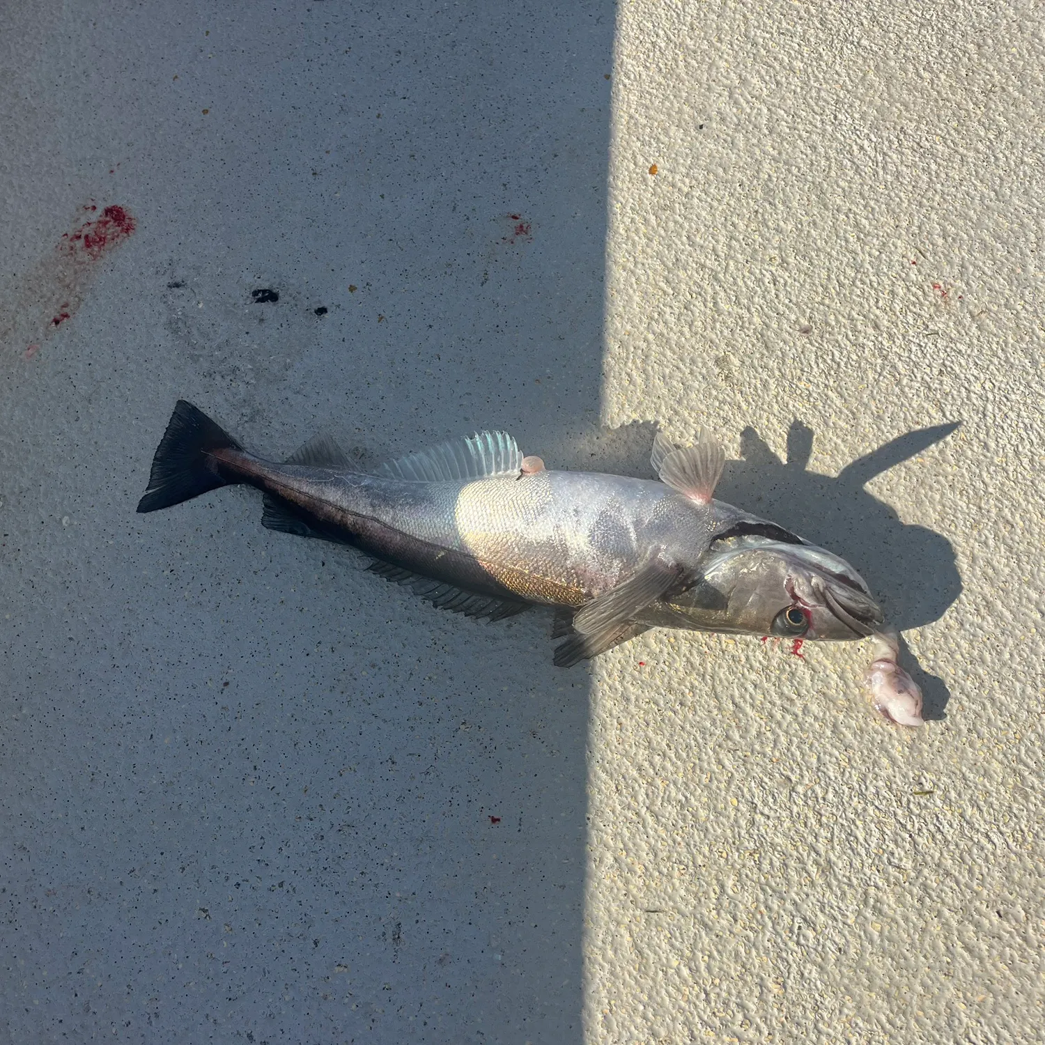 The most recent White hake catches on Fishbrain