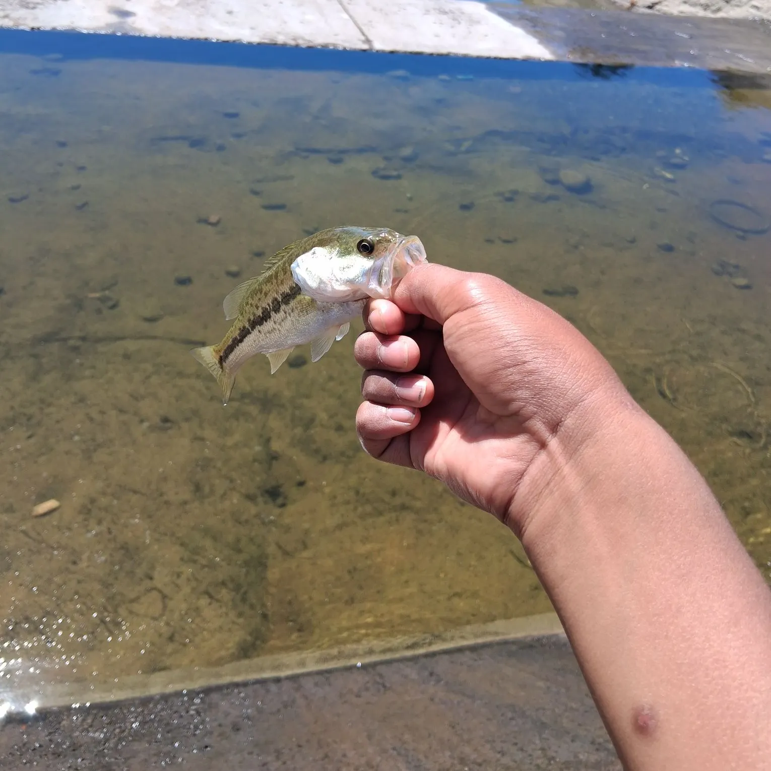 Spotted bass caught on Fishbrain
