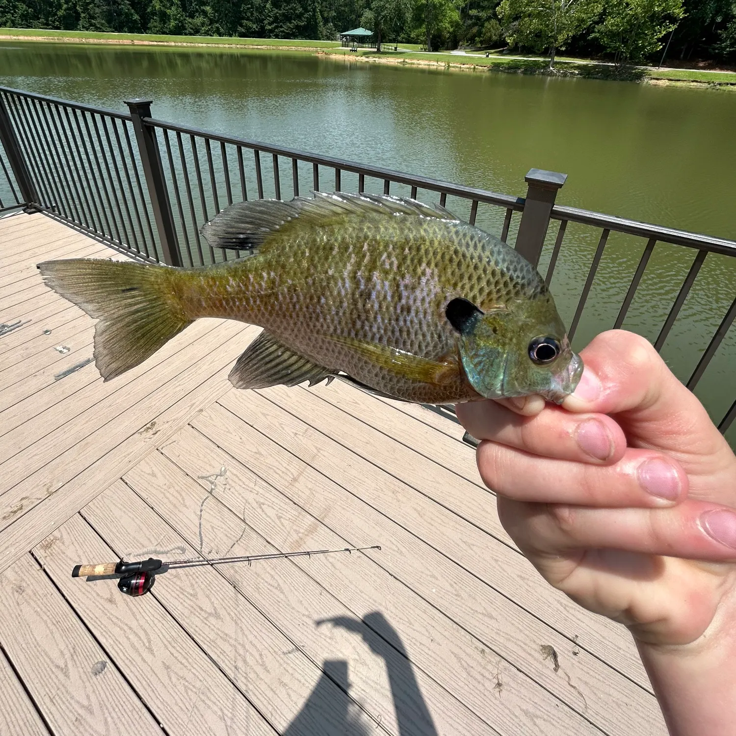 Fish caught on Fishbrain