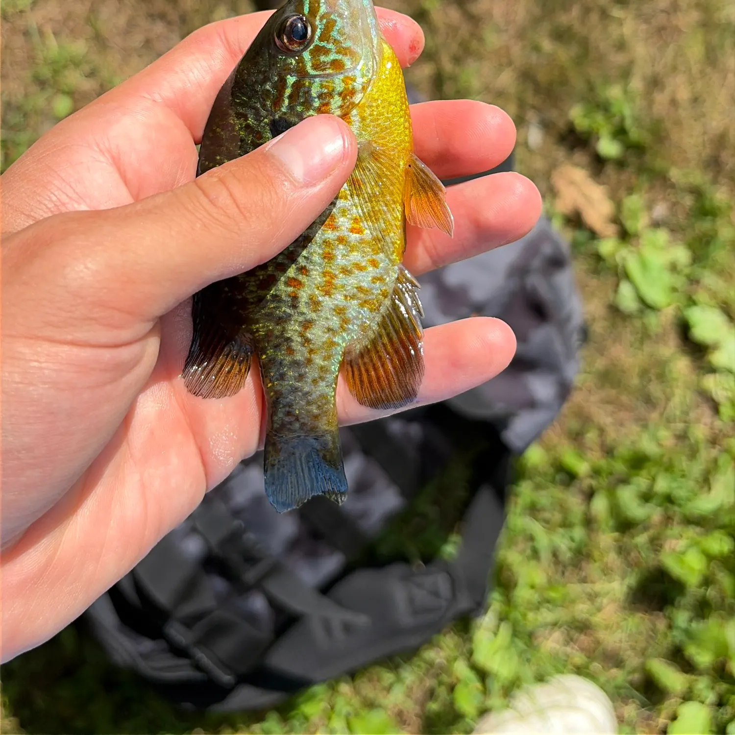 Pumpkinseed caught on Fishbrain