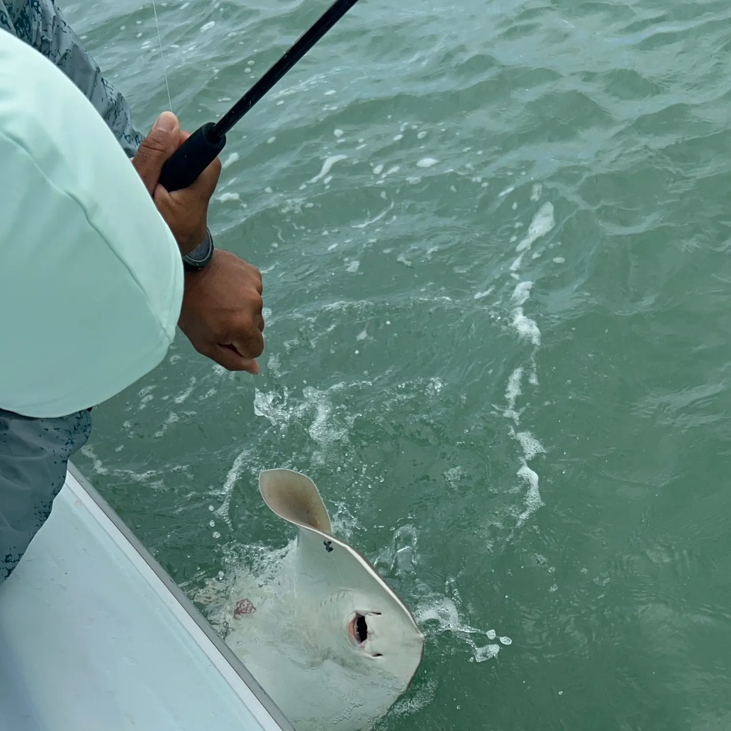 The most recent Southern stingray catches on Fishbrain