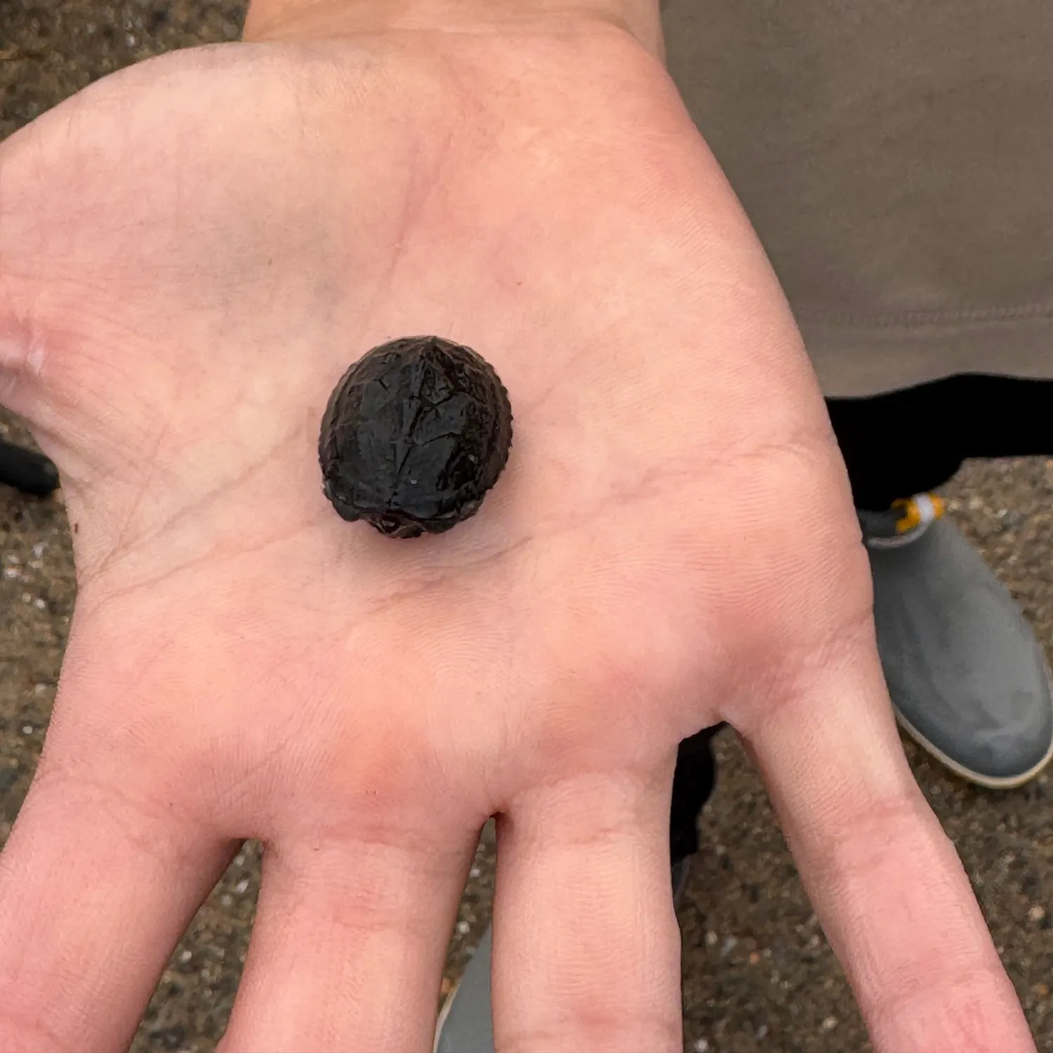 Common snapping turtle caught on Fishbrain