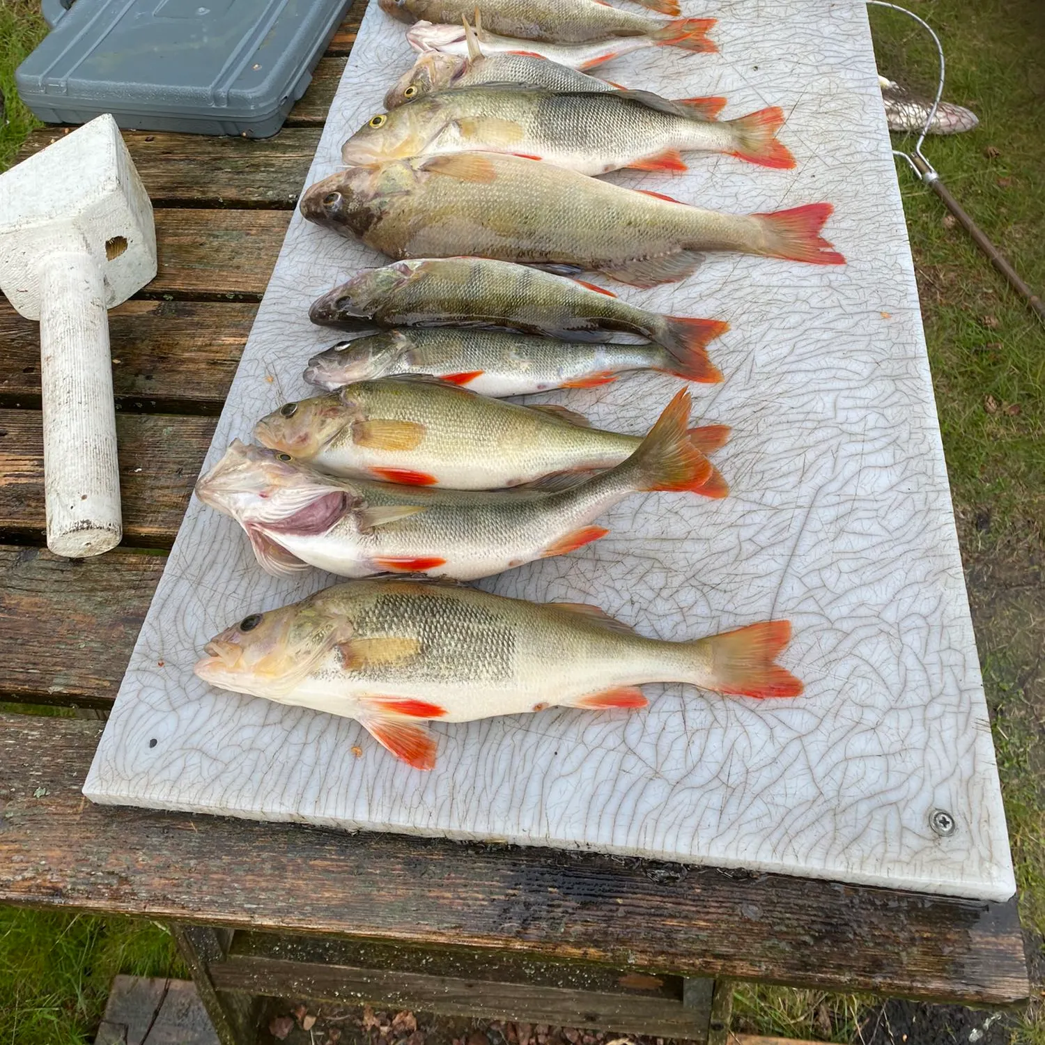 recently logged catches