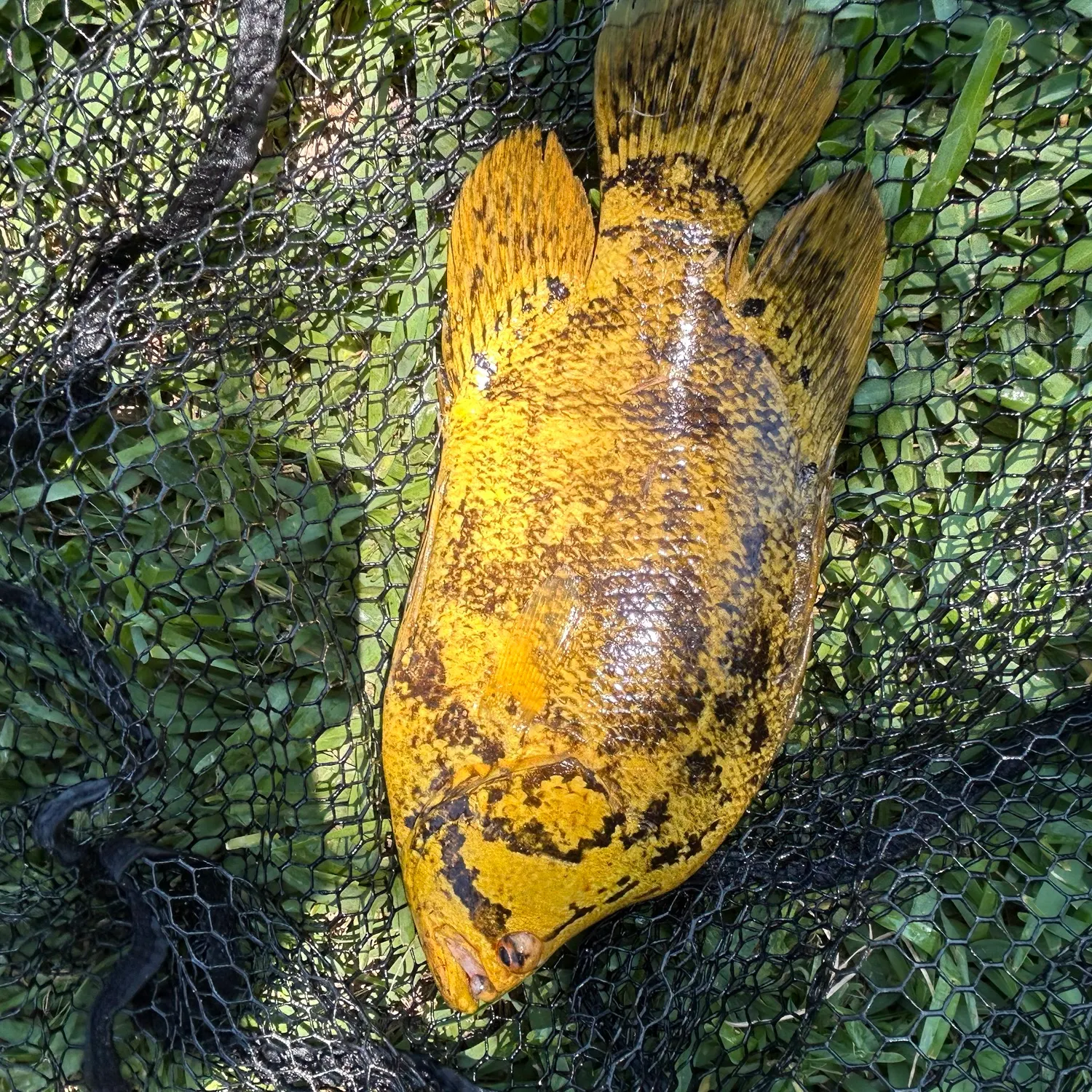 most liked catch image