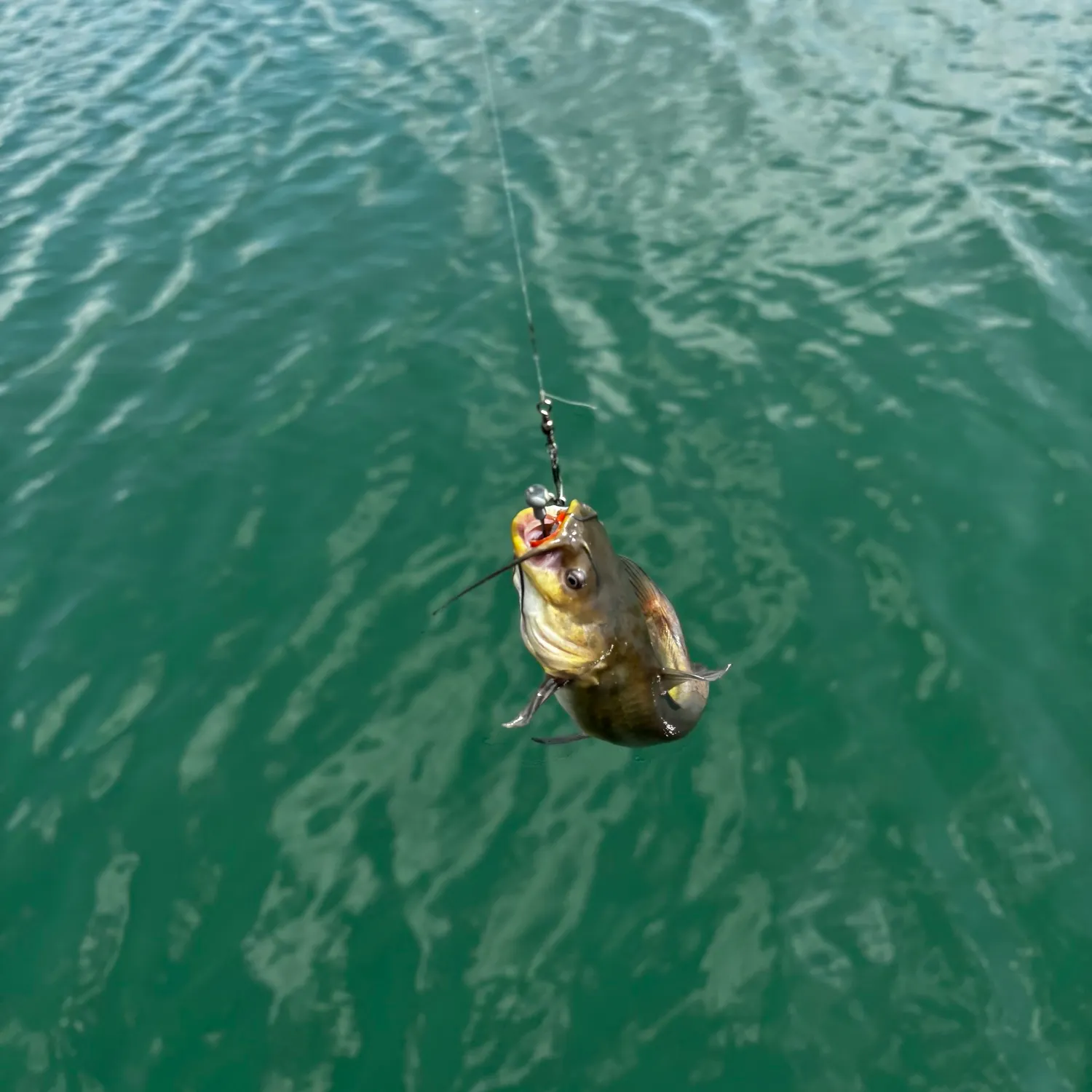 Yellow bullhead caught on Fishbrain