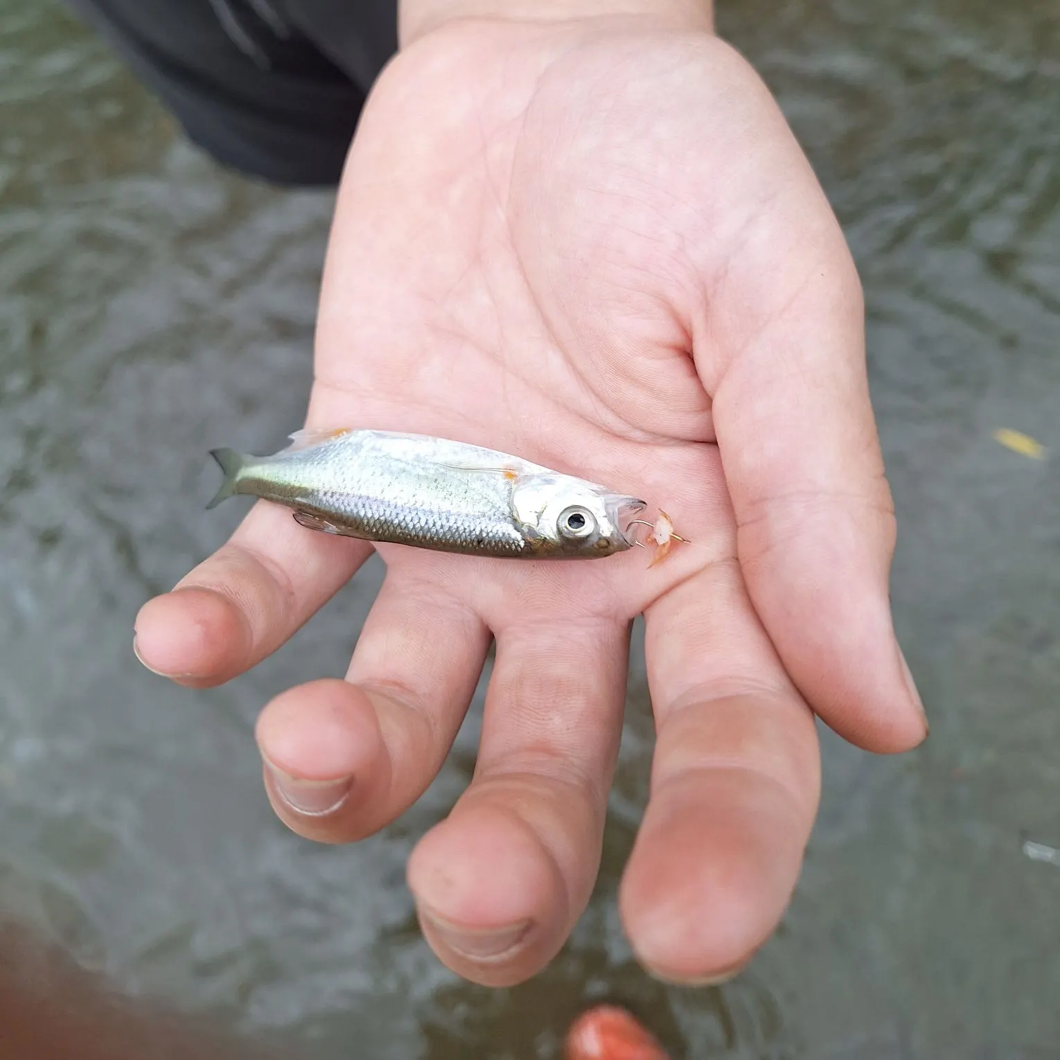 European chub caught on Fishbrain