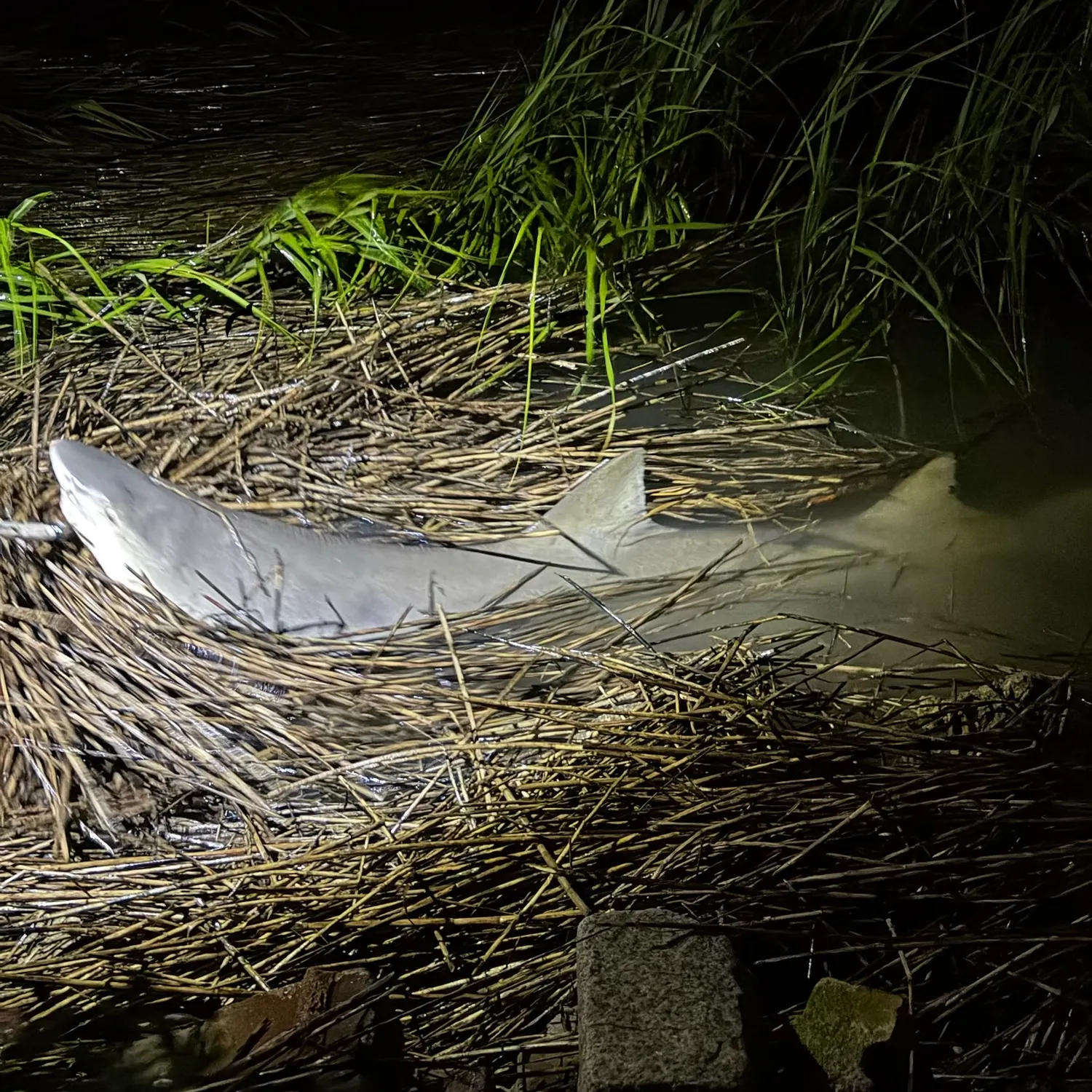 Sandbar shark caught on Fishbrain