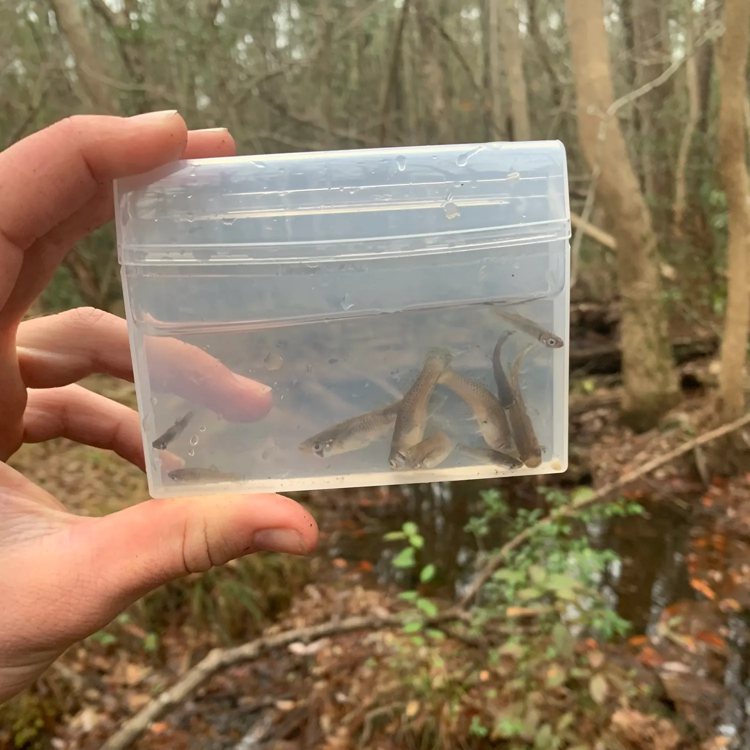 The most recent Eastern mosquitofish catches on Fishbrain