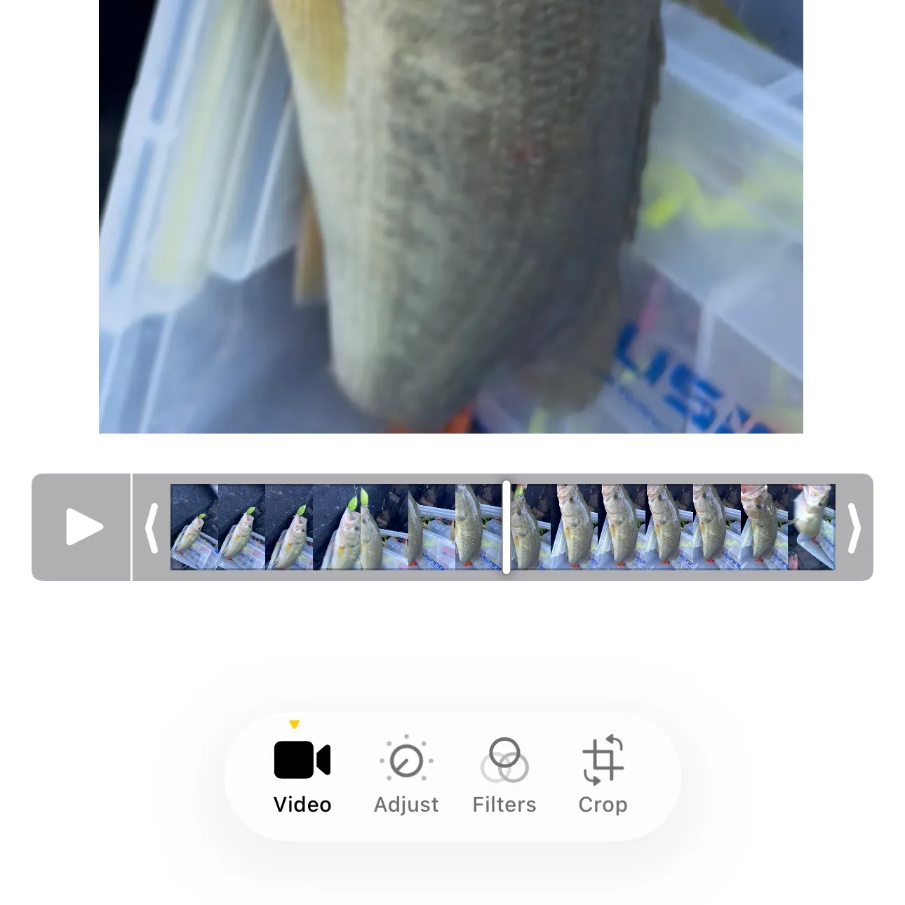 recently logged catches