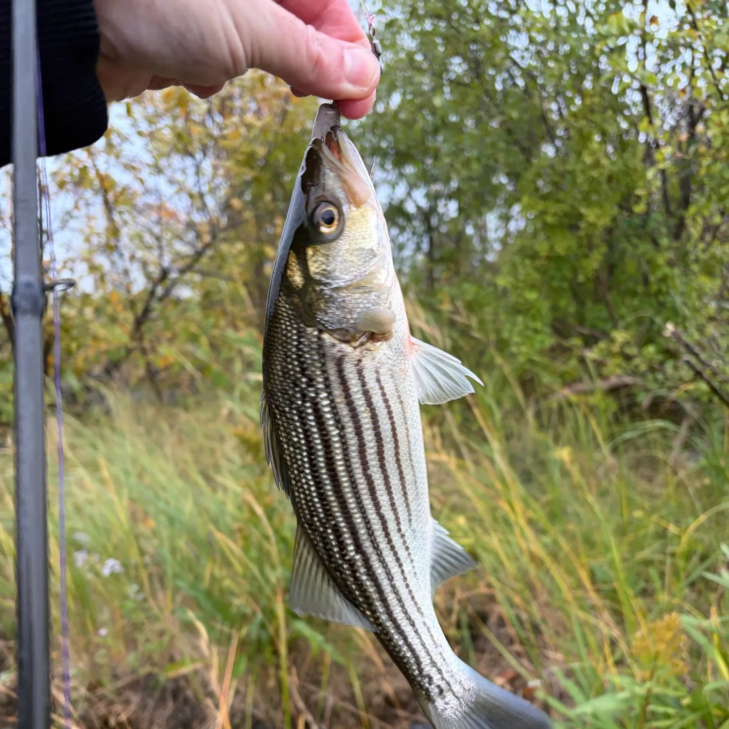 Striped bass caught on Fishbrain