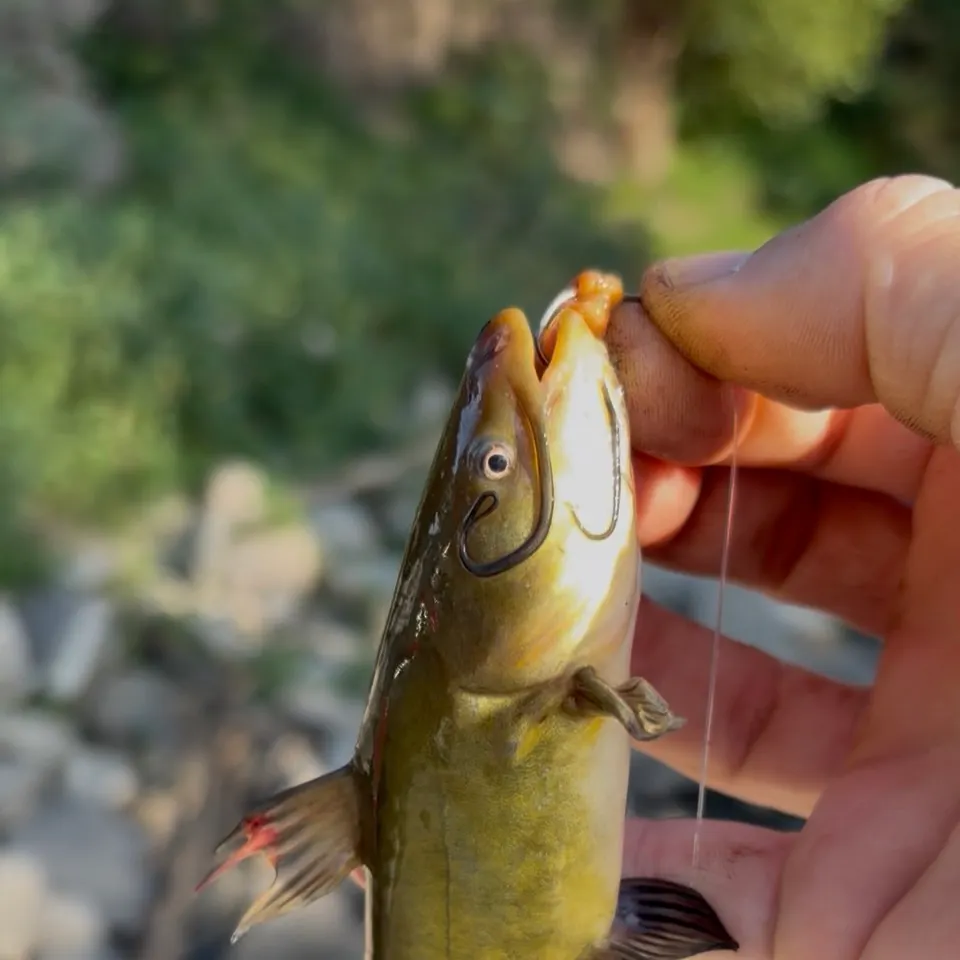 Yellow bullhead caught on Fishbrain
