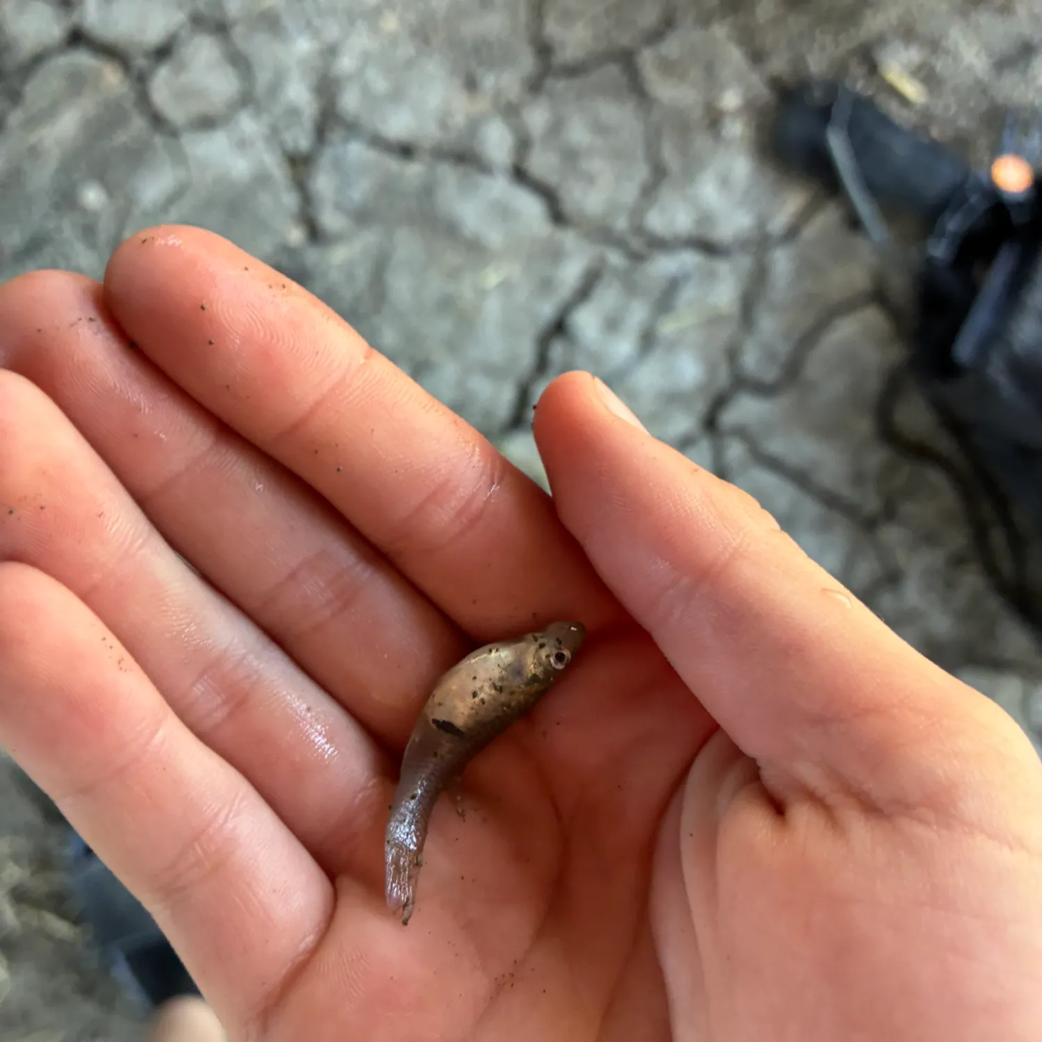 The most recent Tadpole whiptail catches on Fishbrain