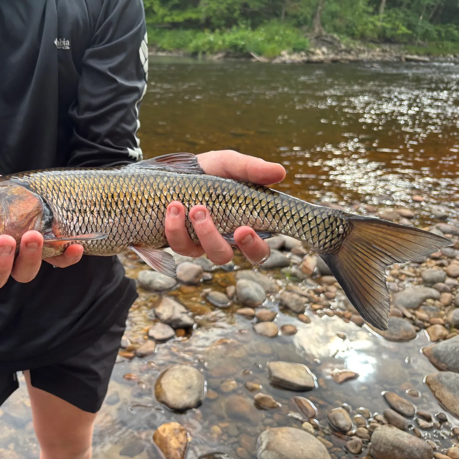 Fallfish caught on Fishbrain