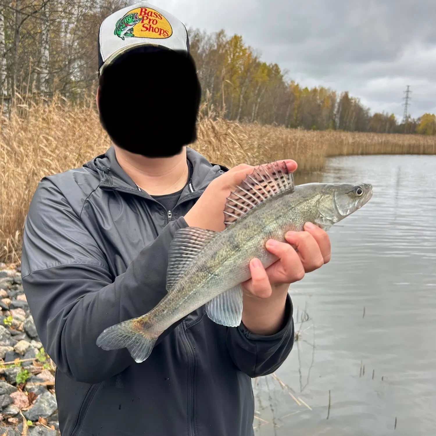 Zander caught on Fishbrain