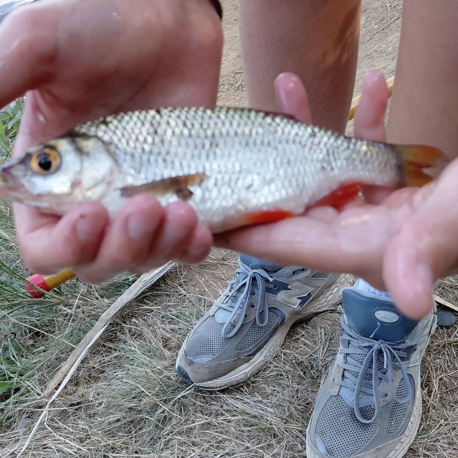 Fish caught on Fishbrain