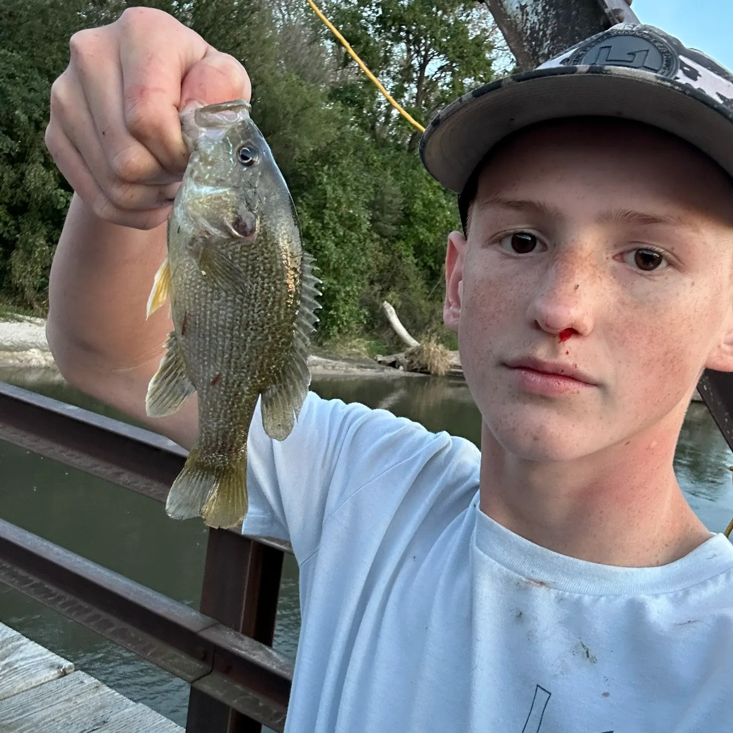 Green sunfish caught on Fishbrain