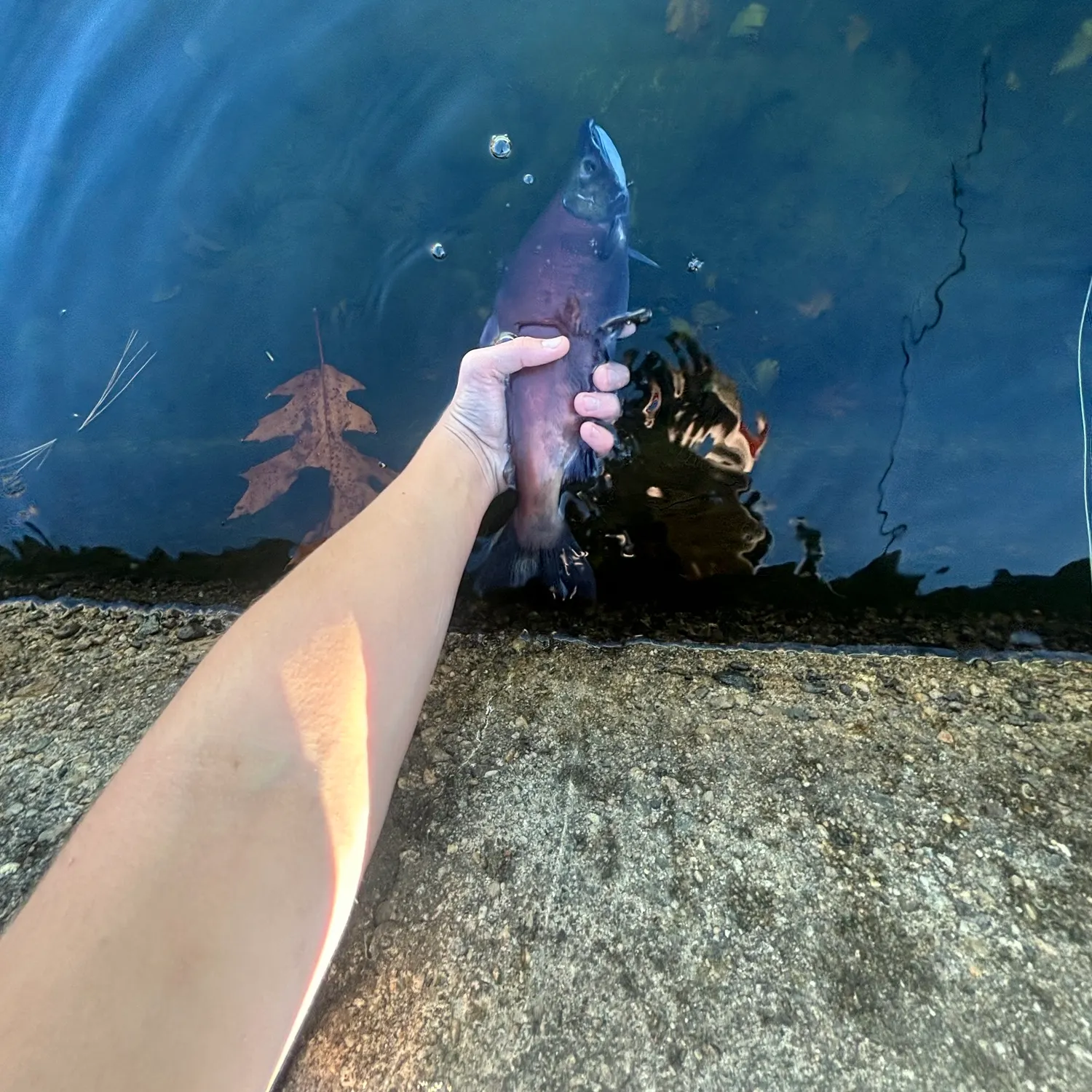 catch
