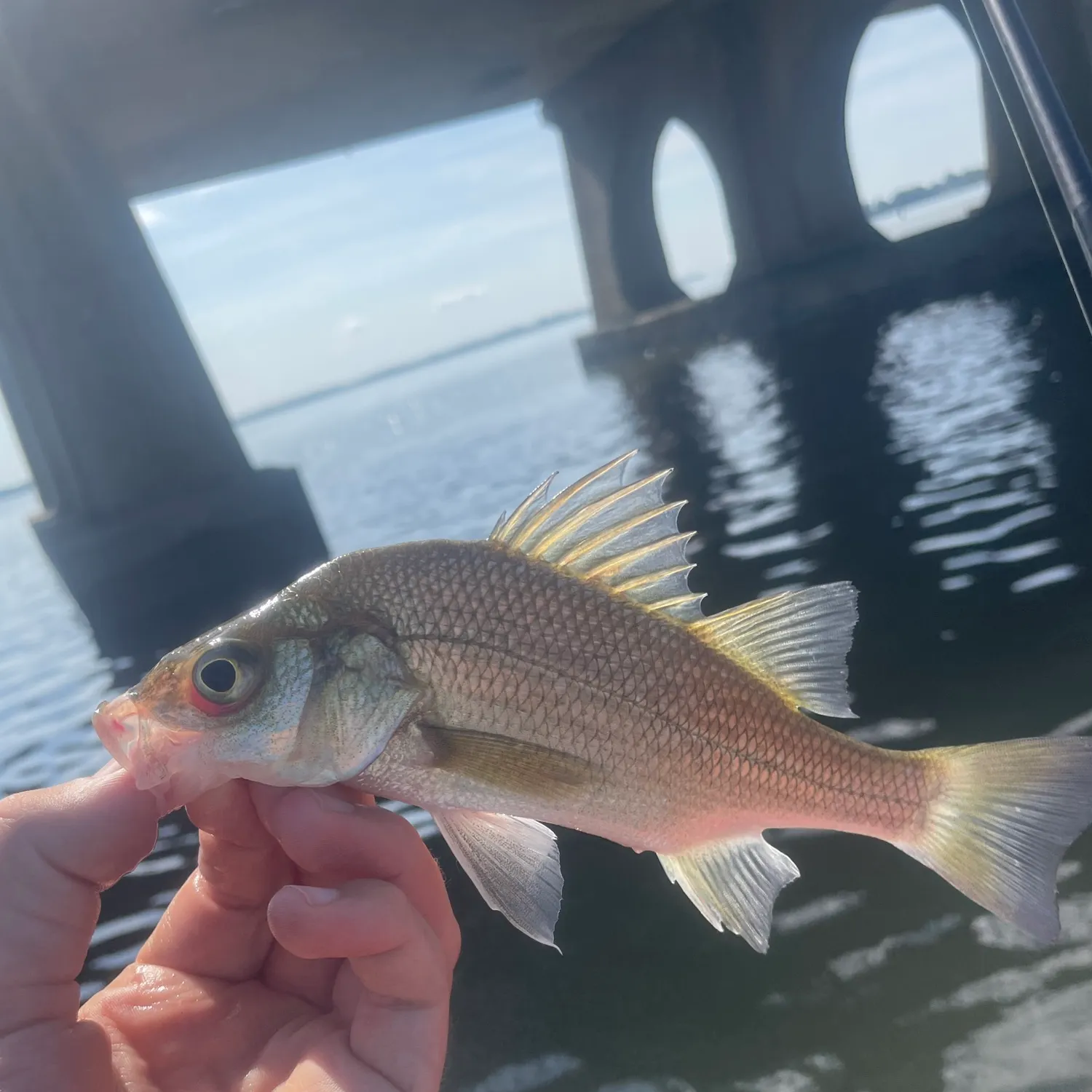 White perch caught on Fishbrain