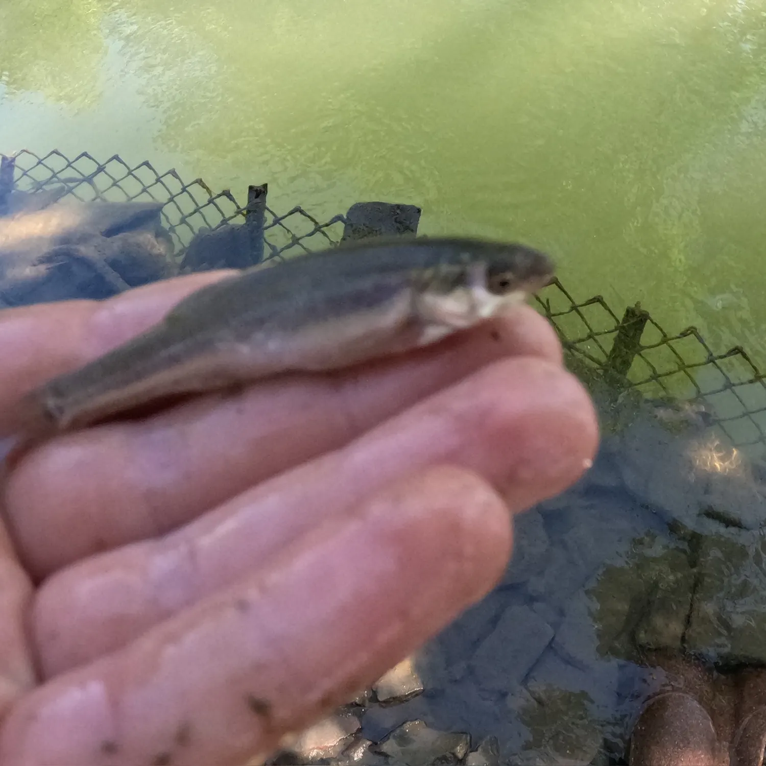 Creek chub caught on Fishbrain