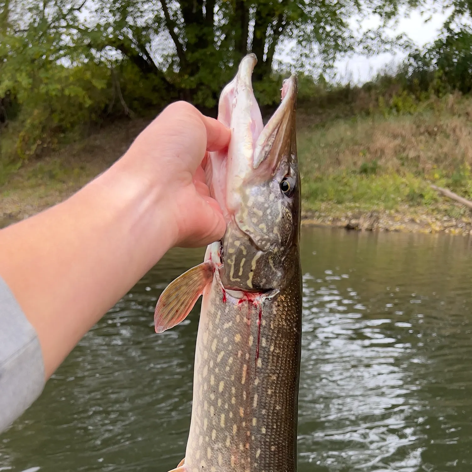 Northern pike caught on Fishbrain