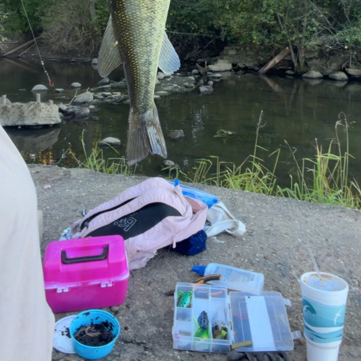 Largemouth bass caught on Fishbrain