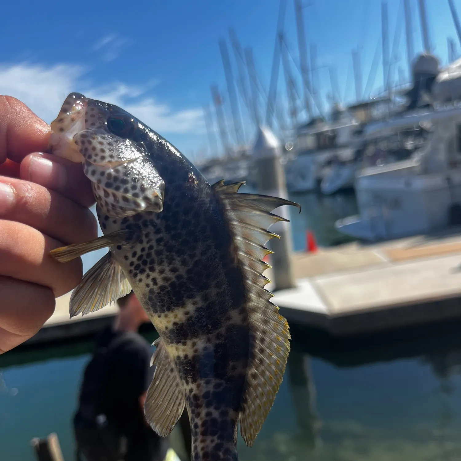 Spotted sand bass caught on Fishbrain