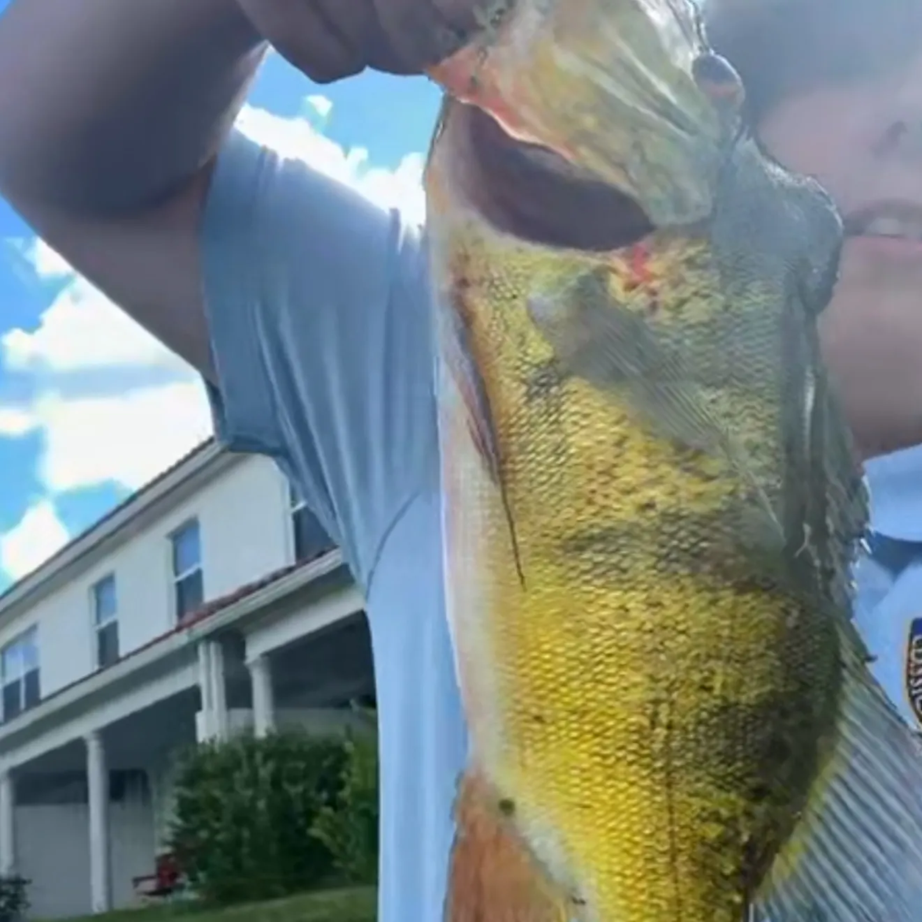 The most recent Butterfly peacock bass catches on Fishbrain