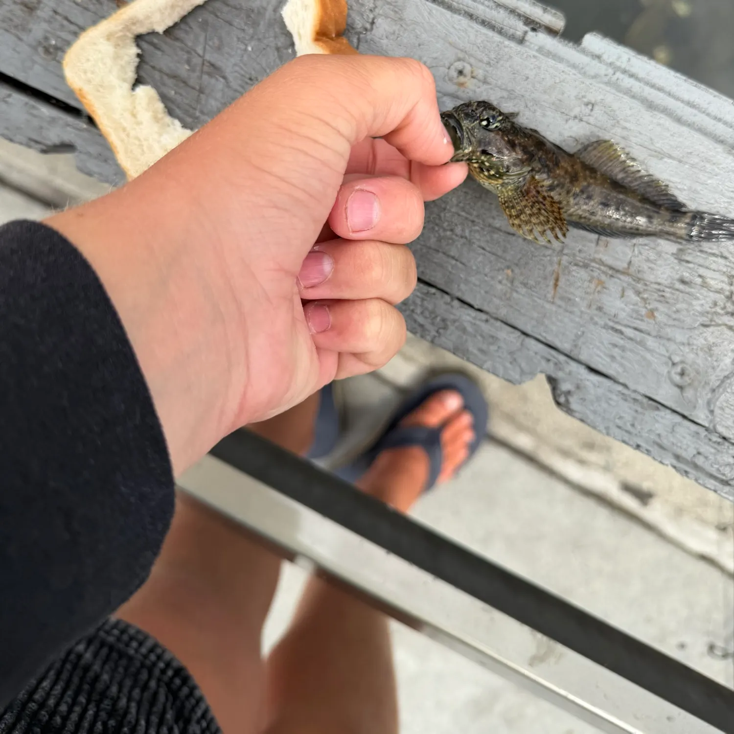 The most recent Cabezon catches on Fishbrain